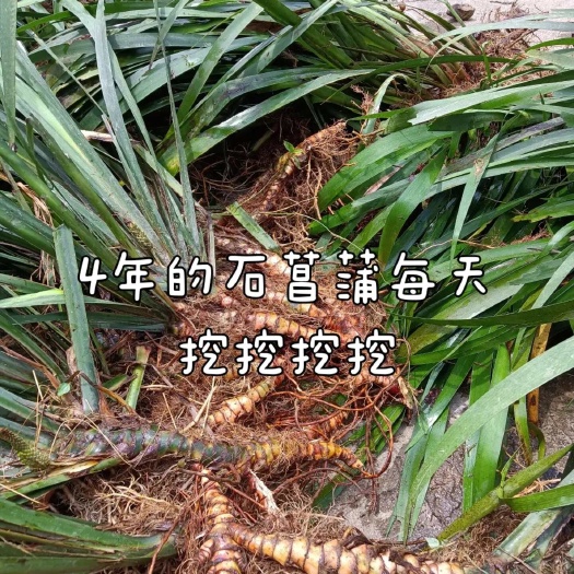 峨边县红心宽叶石菖蒲苗野生种植带泥带根新鲜现挖现发石菖蒲种苗盆栽