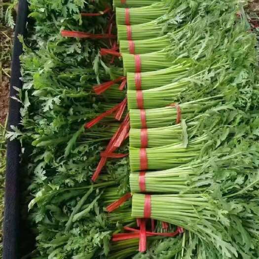 邯郸【全年供应】  精品茼蒿 现采现发 可对接各大 商超 市场