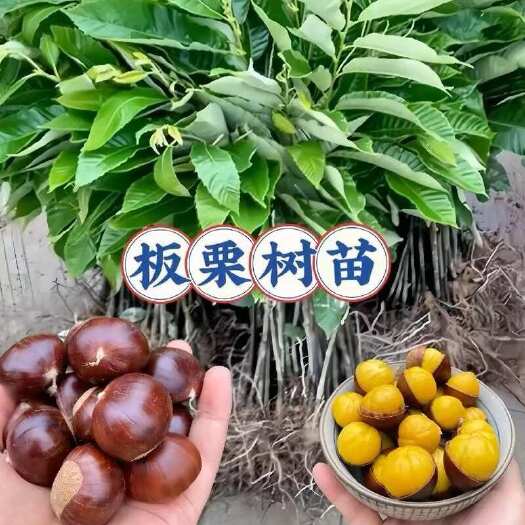 平邑县嫁接板栗树苗大红袍迁西板栗树苗南北方种植果树盆栽地栽当年结果