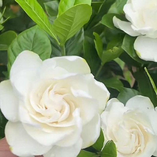 玫瑰大栀子花种苗，花朵大，产量高