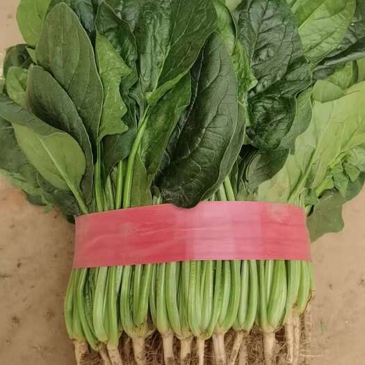 邯郸【全年供应】  精品菠菜 现采现发 可对接各大 商超 市场