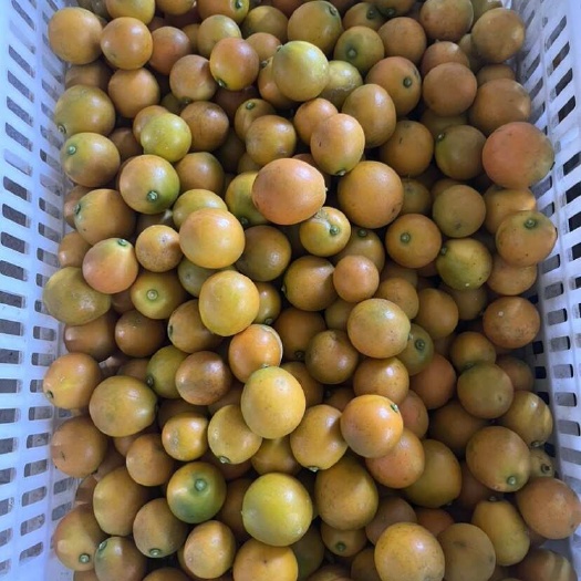 永福县脆蜜金桔