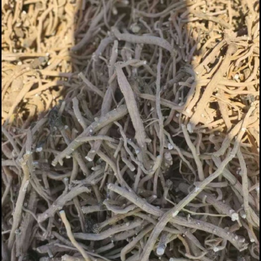 金塔县北板蓝根