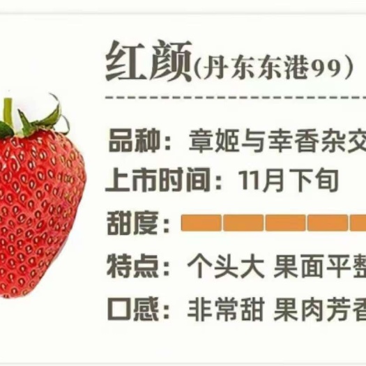 草莓大，甜度高，好吃。