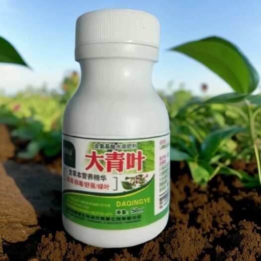 潍坊蔬菜病毒TY病毒大姜新生叶片扭曲不伸展大姜挽辫子大青叶
