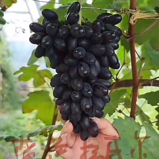 兴城市蓝色拉威尔嫁接苗