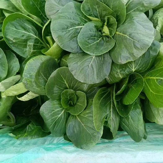 东台市【东台农家苏州青】苏州青小青菜苏北青菜油菜