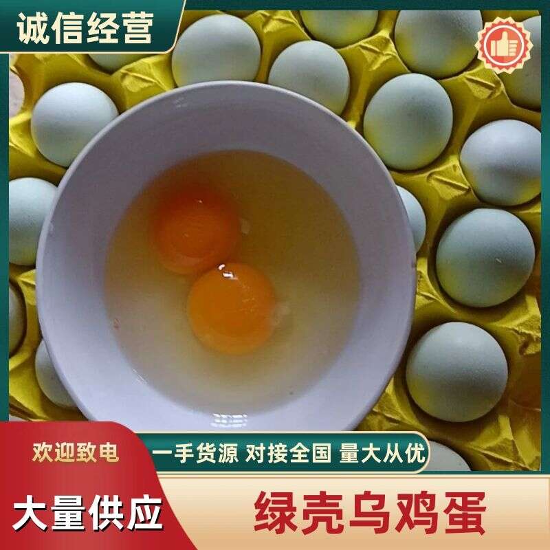 大码绿壳蛋  农家绿壳鸡鸡 壳色靓丽匀称主食玉米南瓜青菜土