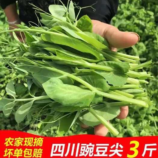乐山新鲜豌豆尖现摘3斤四川豌豆苗新鲜蔬菜