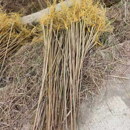 隆回县厚黄柏苗
