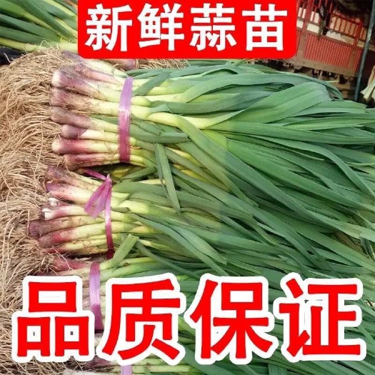 丰县新鲜红根蒜苗江苏徐州丰县整车发货产地直供支持水洗