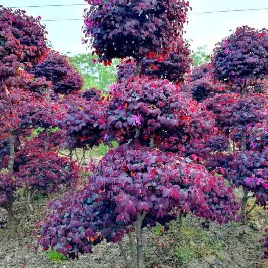 汝南县红花继木造型树，高度1.5米，7个云片以上，精品原生造型