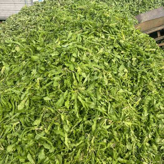 南阳荠菜