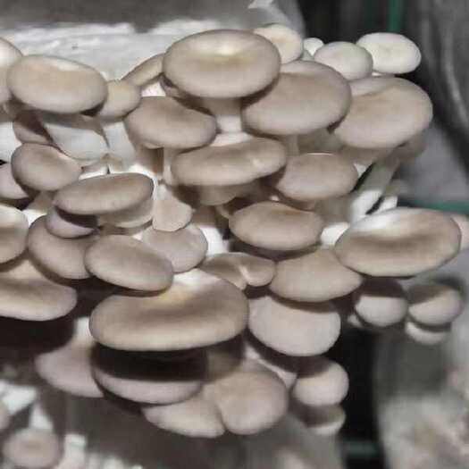 邯郸平菇新鲜采摘产地农场直发