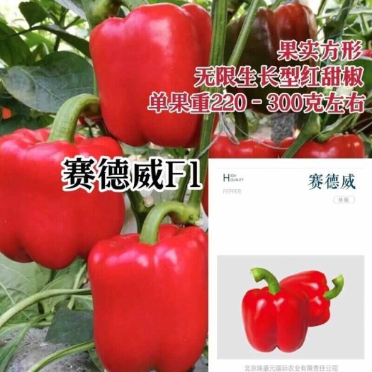 宿迁赛德威灯笼椒种子 红辣椒种子