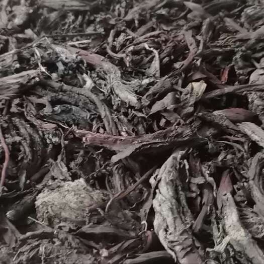 绥芬河市哈萨克斯坦软紫草一手货源
