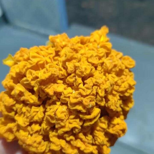 南陵县金耳
