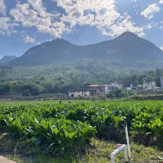 连州市连州4号菜心 大量上市