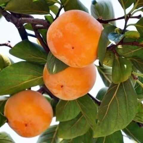 邯郸脆柿子