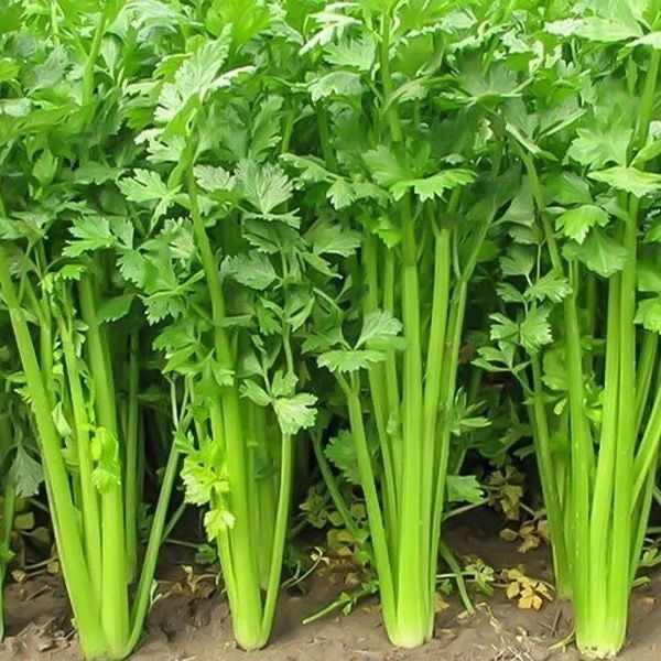 芹菜新鲜采摘农场直发