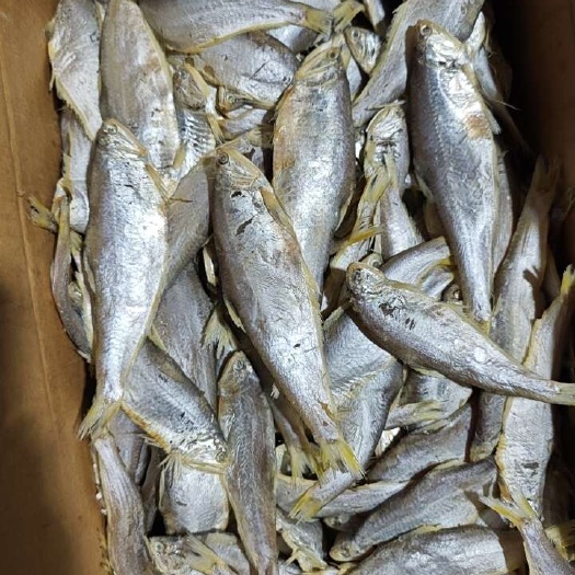 马口鱼