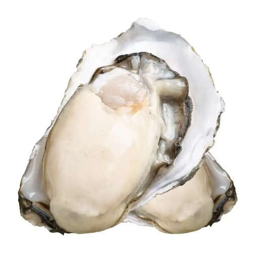 阳江新鲜生蚝 广东直发 大生蚝蚝肉