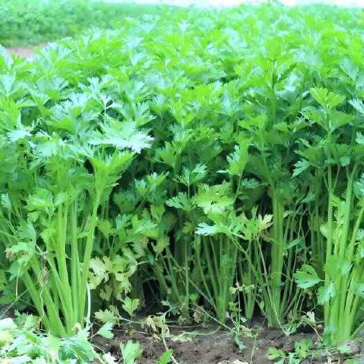 邯郸小香芹新鲜采摘产地农场直发