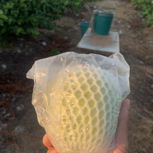 汕头果子，甜，脆，饱满。