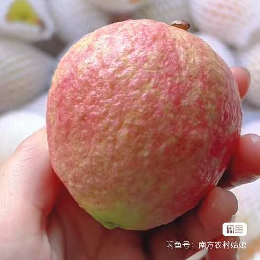 广州广州增城本地胭脂四季红番石榴，你吃过吗？真的贼好吃