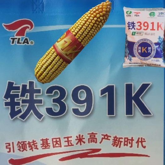 铁391 K棒子大产量高不秃尖抗倒扶