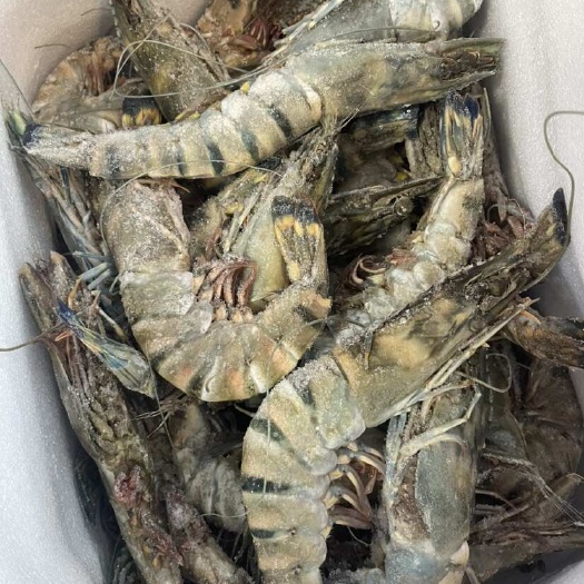 盘锦盘锦苇塘草虾10-12个头左右