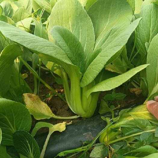 邯郸上海一中小白油菜新鲜采摘农场直发