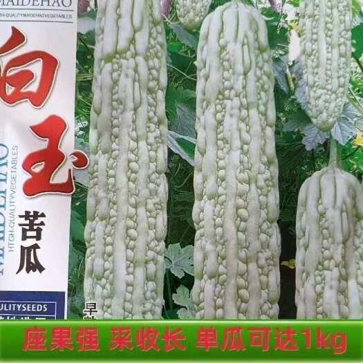 武汉苦瓜种子 长白绿白苦瓜早熟大白淡绿座果强采收长春夏秋农家庭院