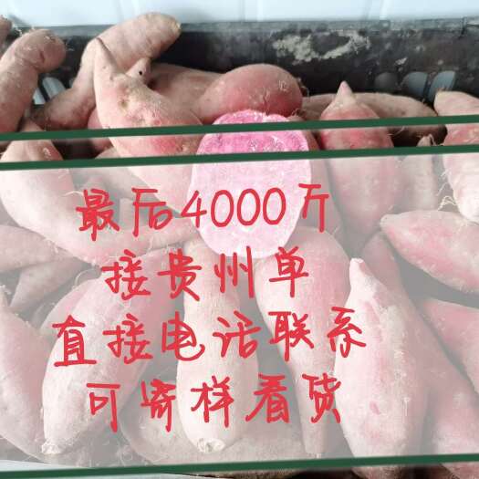 麻江县紫薯泰紫一号（8两以上）直接电话联系