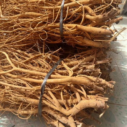新货虎尾轮石参根