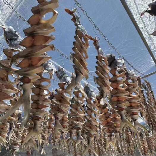 雷州市湛江特产金鲳鱼，在徐闻县水尾码头自晒，鱼场十几亩。