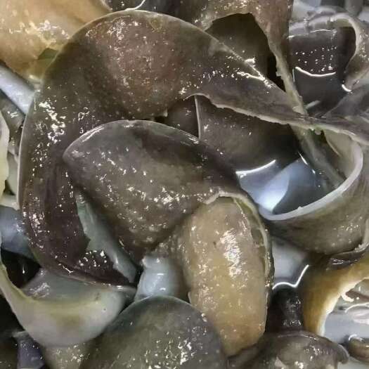 南安市鲜货甲鱼裙边，口感好，个头大，肉质厚实[强][强][强]
