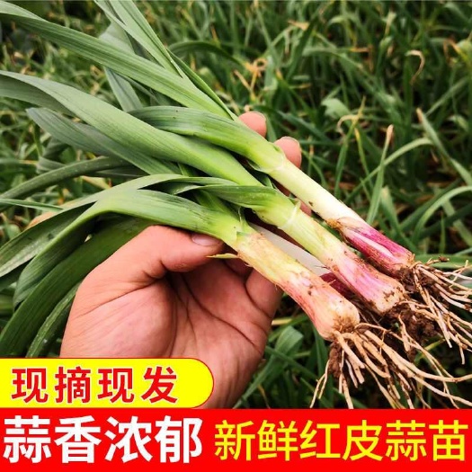 丰县蒜苗红根蒜苗支持水洗电商供货