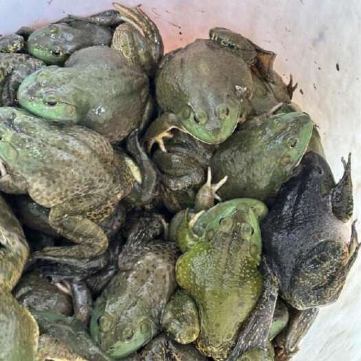 温州牛蛙
