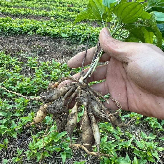 苍梧县3-15 薯百部苗良种大百部苗对叶百步根苗子新鲜百部