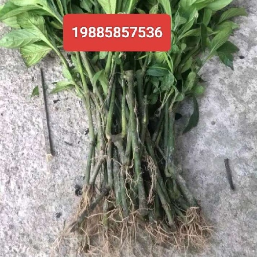 独山县南板蓝根苗
