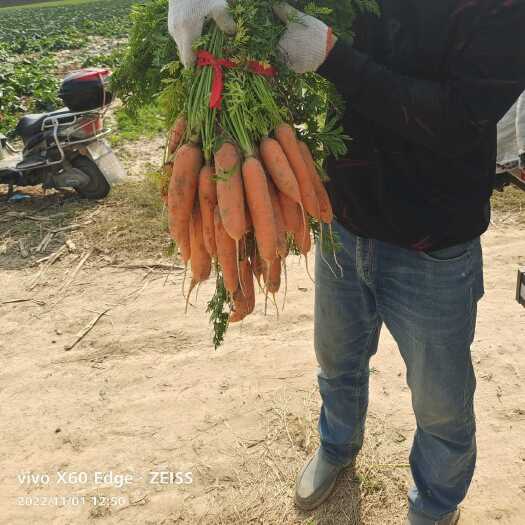 西华县小燕顶胡萝卜