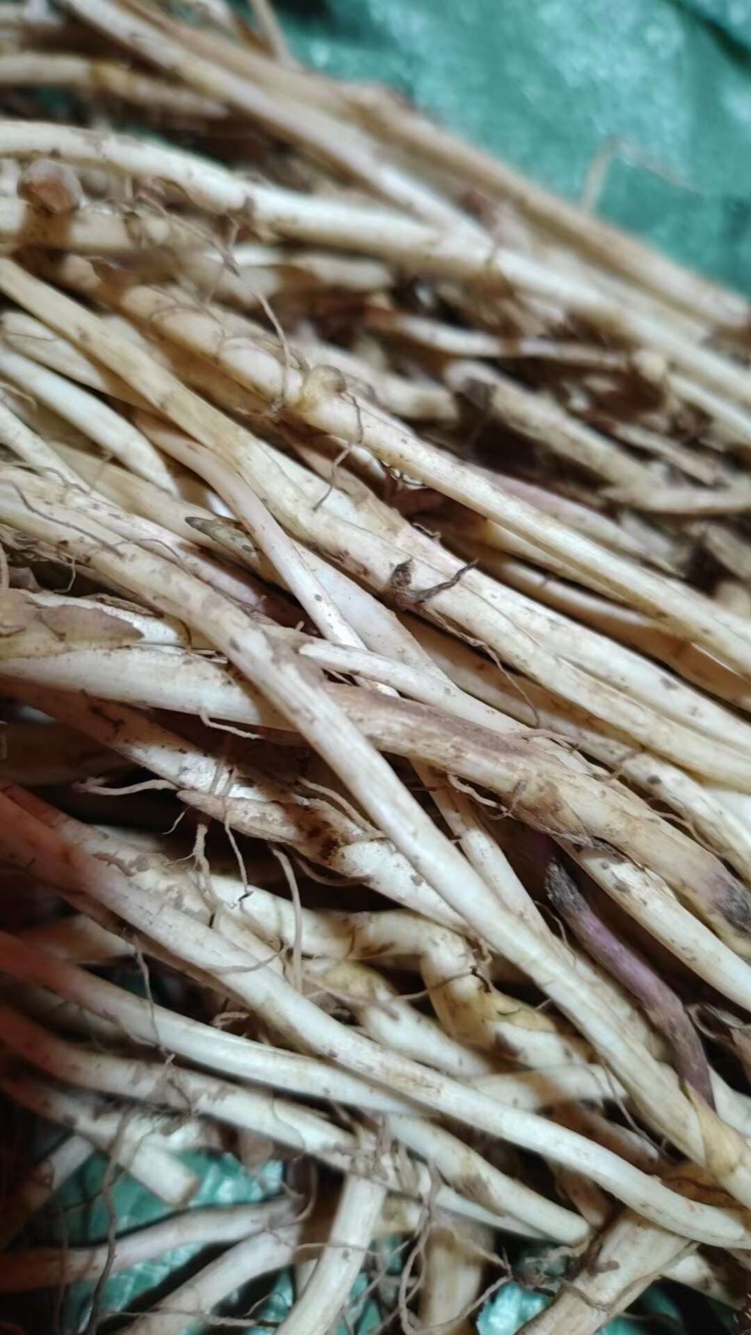 甘肃款冬花苗，款冬花种根，款冬花苗子