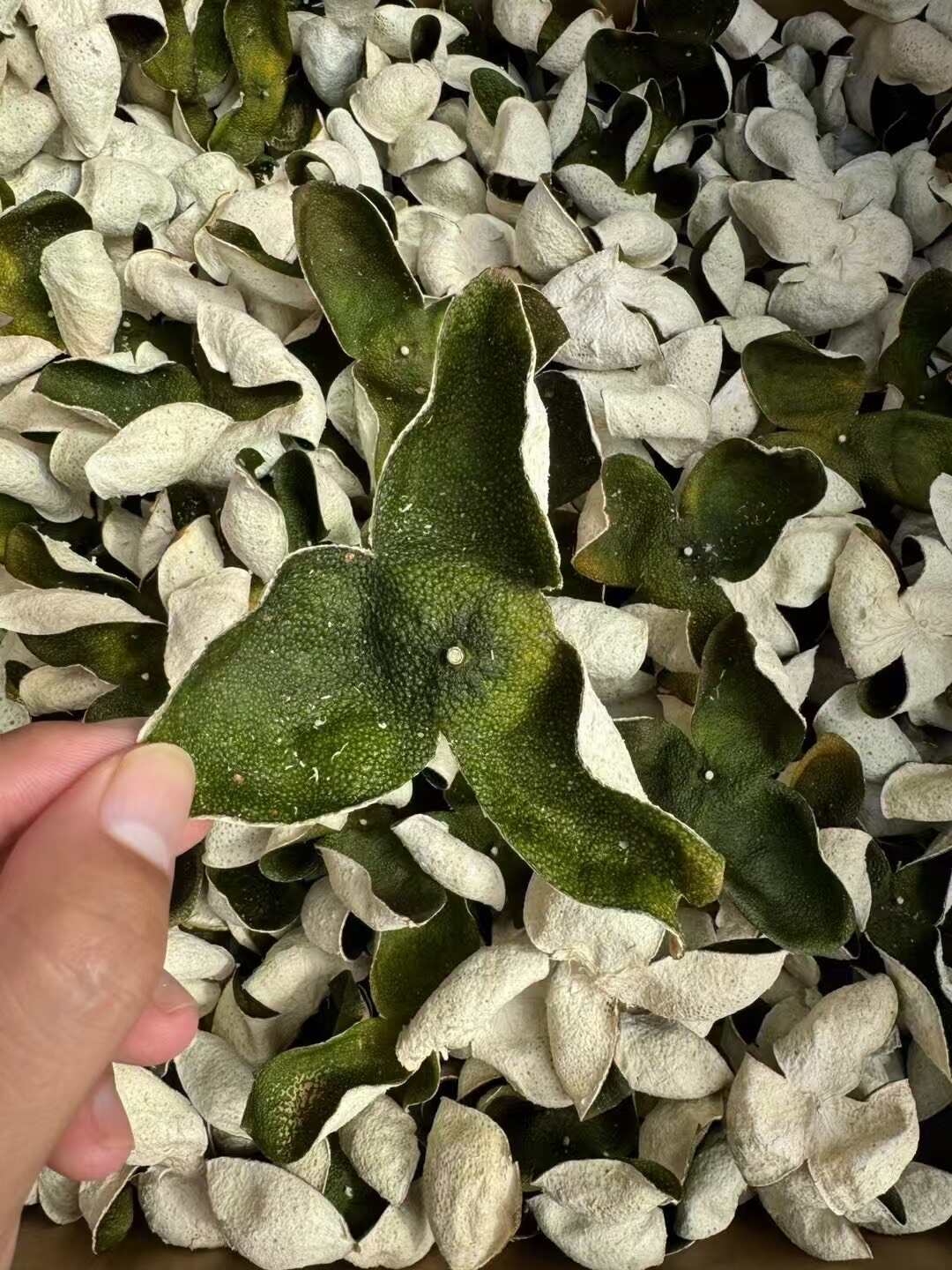 2024年东甲产区大青皮