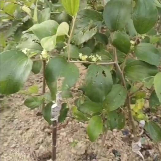 灵山县苹果枣苗