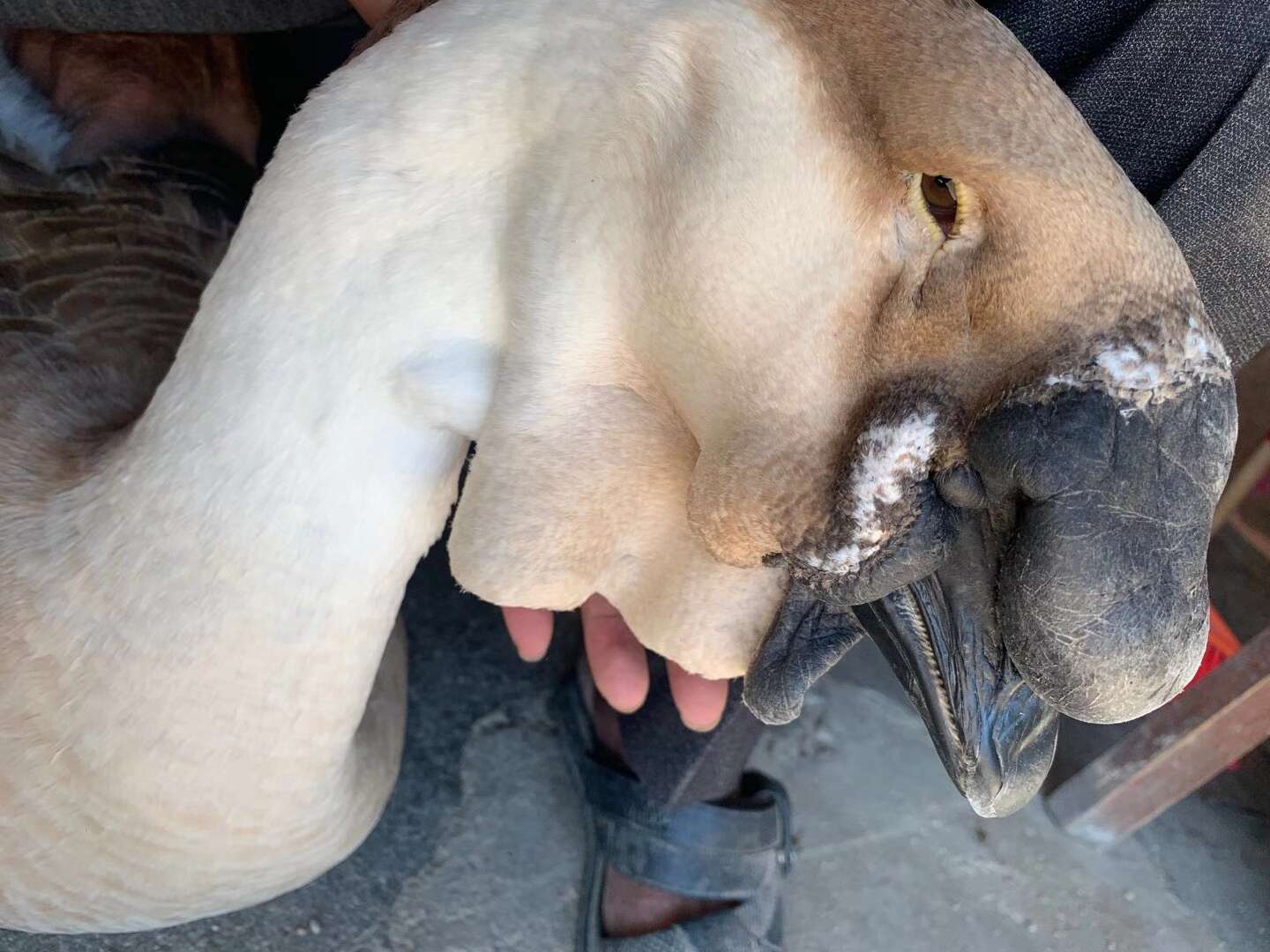 广西热卖大种汕头狮头鹅苗，质量有保证