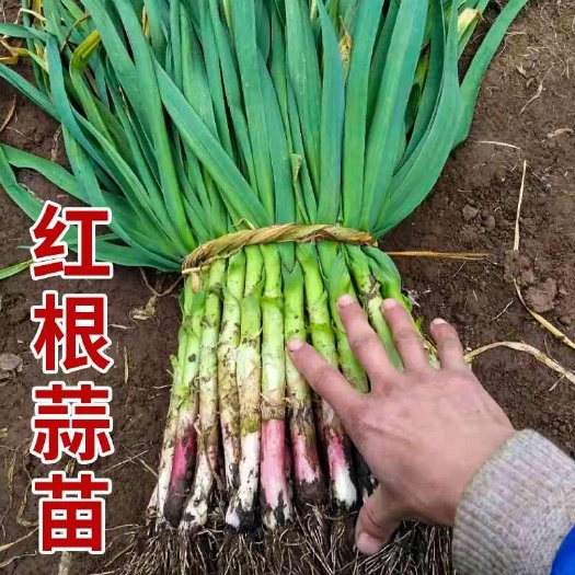 紅根蒜苗江蘇豐縣蒜苗紅皮青蒜苗支持水洗