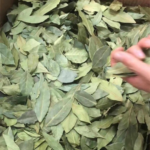 玉林香叶