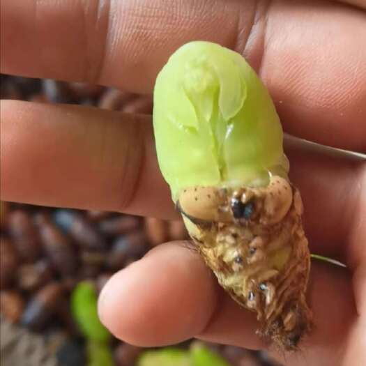 凤城市自家养殖蚕蛹