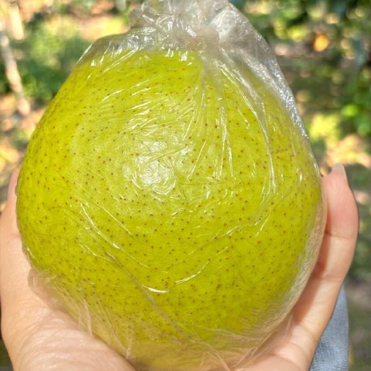 莱阳市莱阳香水梨